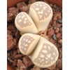Jenny's White Pearl - Seed